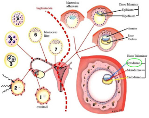 Fecundación (1ra semana)