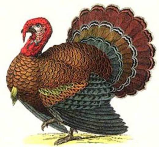 Aztecs brought back turkey