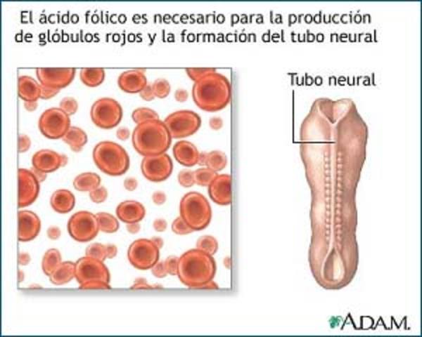 Tubo neural