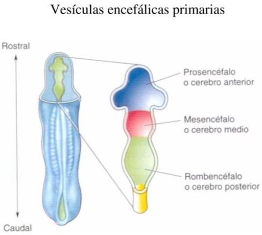 Vesículas primarias