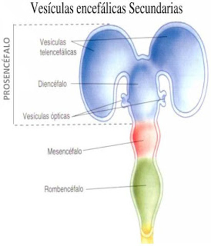 Vesículas secundarias