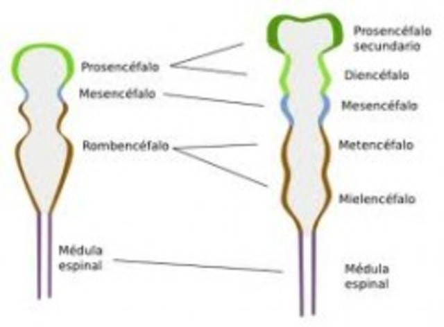 Vesículas secundarias