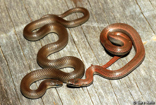 Yo mató a dos serpientes malvadas