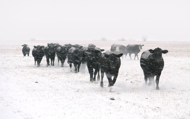 Horrible Winter kills many cattle