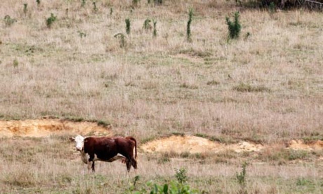 Horrible Drought kills many cattle