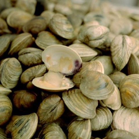Clam and Salmon Fisherman