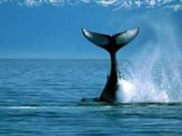 Was sent to sea in a yacht for five years.