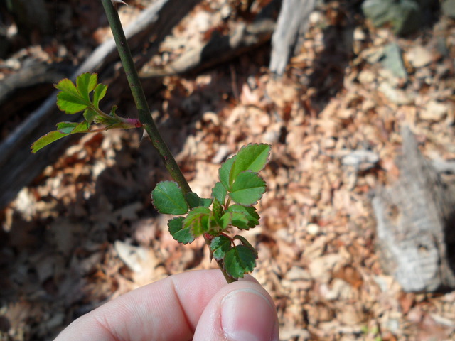 BIOL 308: Foundations of Ecology and Evolution