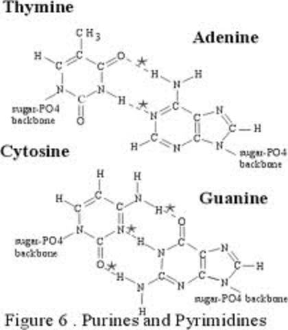The amount of A=T and G=C