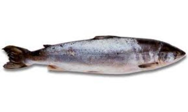 Gatsby starts to fish for salmon and dig for clams