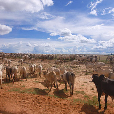 Timeline: Cattle Boom