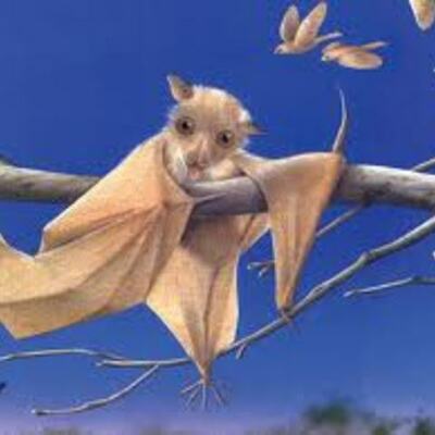 Timeline: stellaluna by alicia cruz