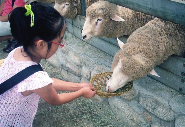 I fed a sheep