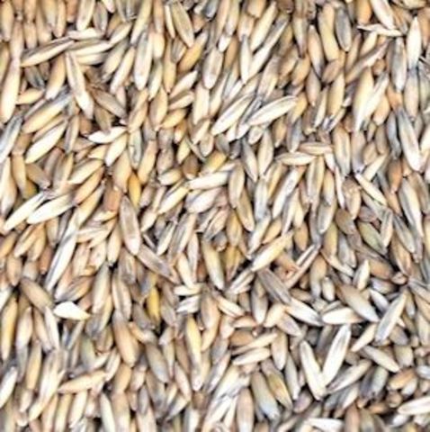 Kornavlingene på østlandet sviktet