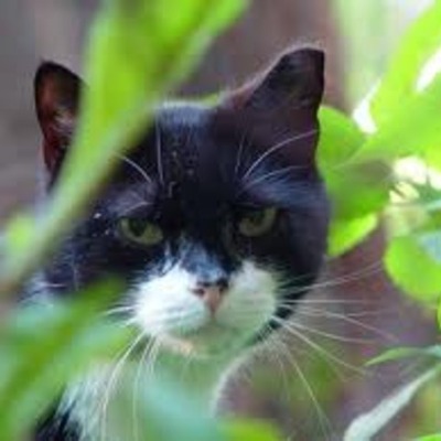 Timeline: La Vida de Rosa