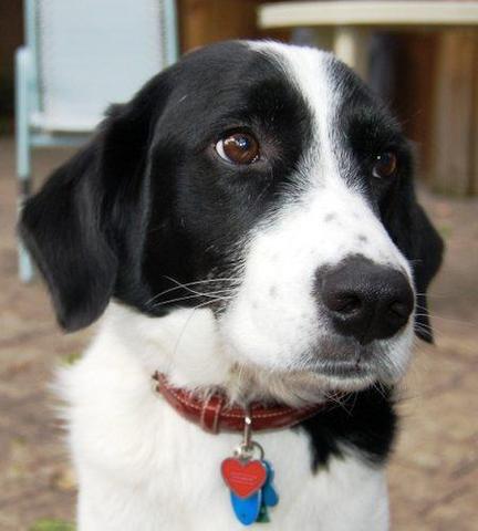 La Perro Oakley Marie