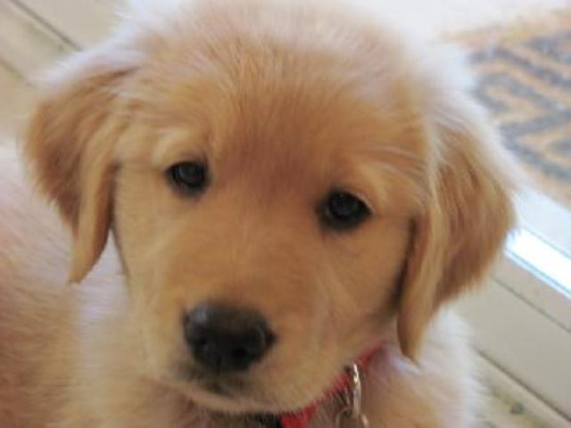 Conseguí un perro nuevo