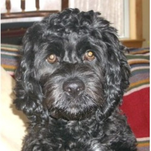 Yo recibí mi perro.