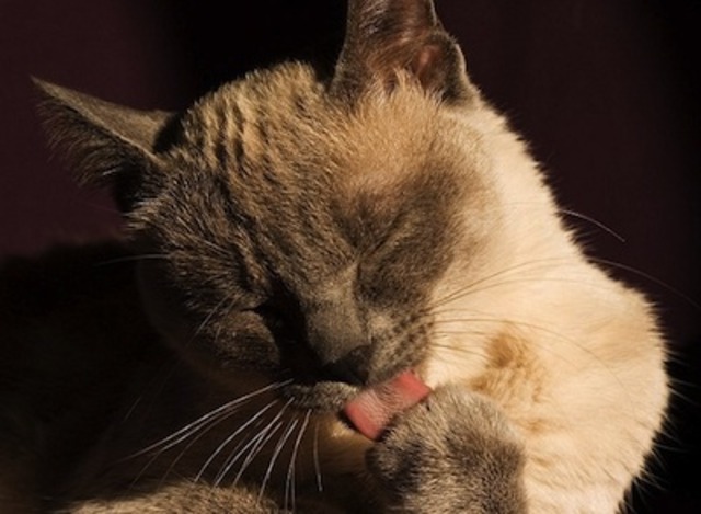 Puesta en Marcha de IBM