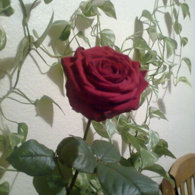 Timeline: Loovus ja IKT