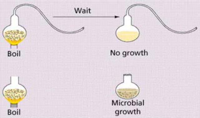 Louis Pasteur gooseneck flask experiment