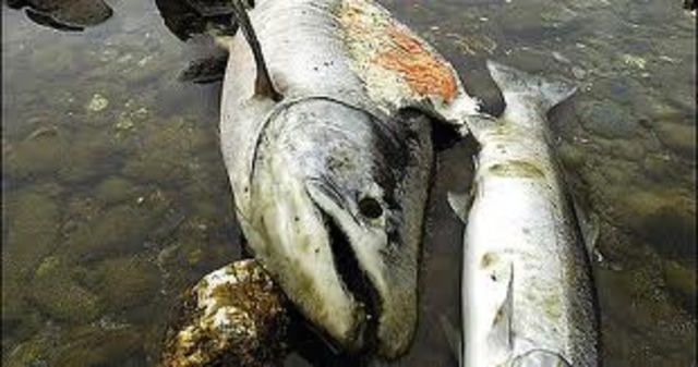 Gatsby worked as a clam digger and a salmon fisherman