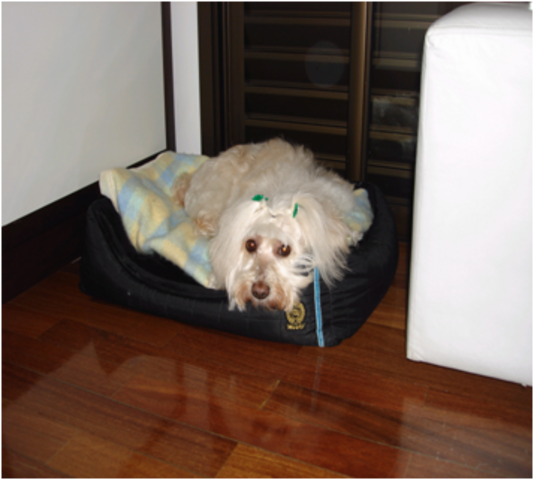 Minha fiel companheira