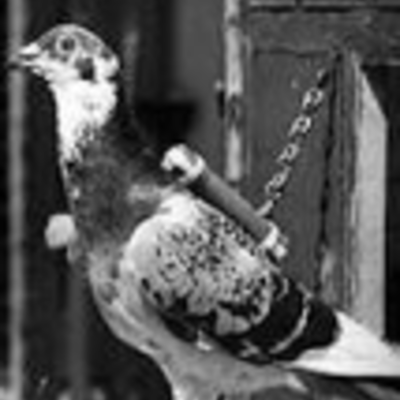Timeline: The History of Carrier Pigeons