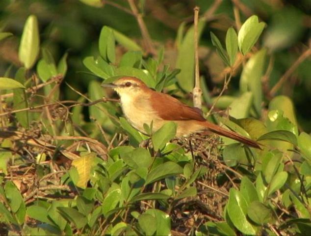 the birds led me here