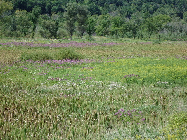 Wetland water quality standards