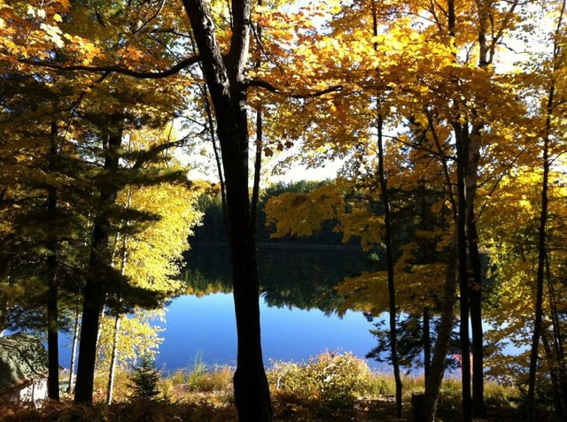 Mi family compró el cabaña
