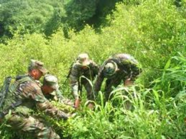 LUCHA CONTINUA CONTRA EL NARCOTRAFICO