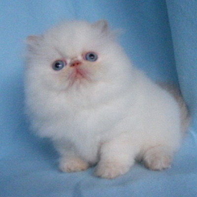 Timeline: Russia's Absolutism Timeline