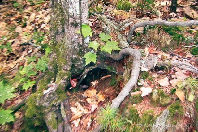 Sam builds his roothouse