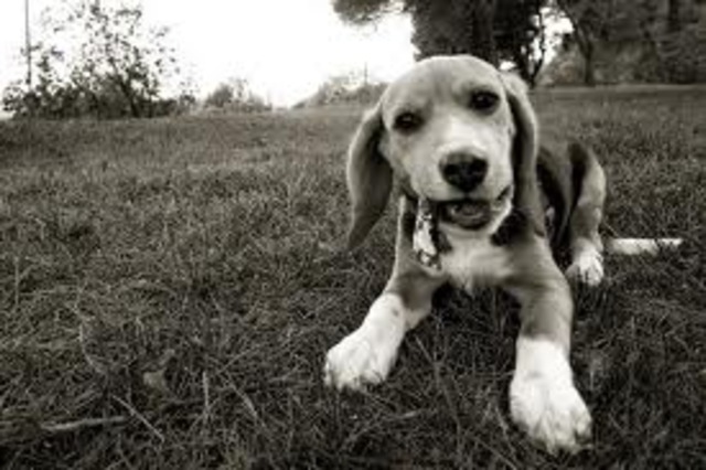 primera imagen a blanco y negro