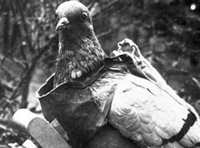 World War Pigeons
