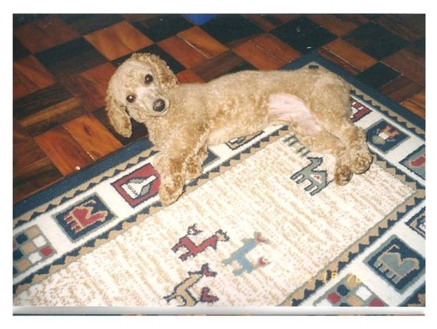 Minha segunda cachorra!! (Amanda)