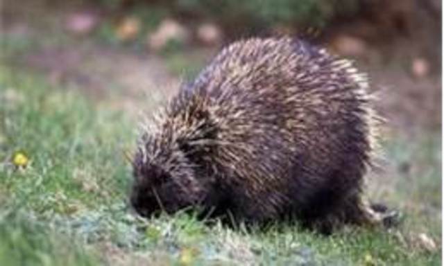 The Porcupine