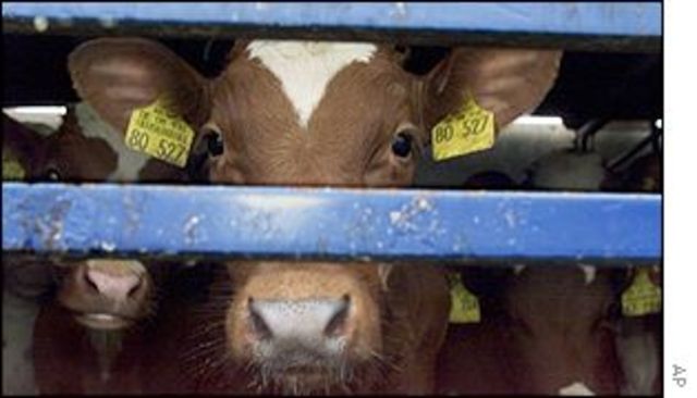 O boato da doença da vaca louca faz com que os Estados Unidos e Canadá suspendam a importação de carne brasileira