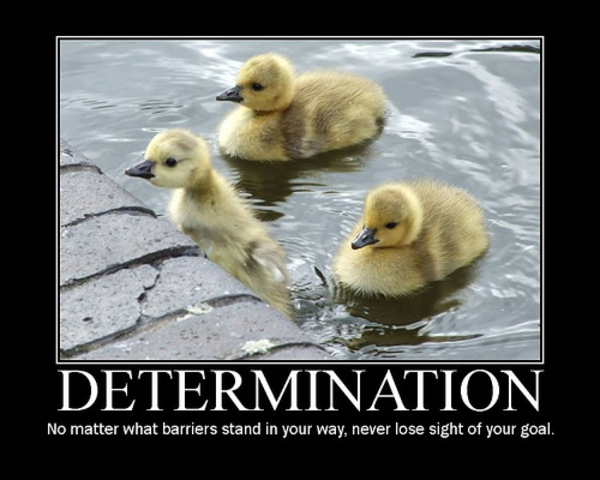 Our blood sweat and tears.