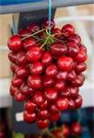 Gut Cherries