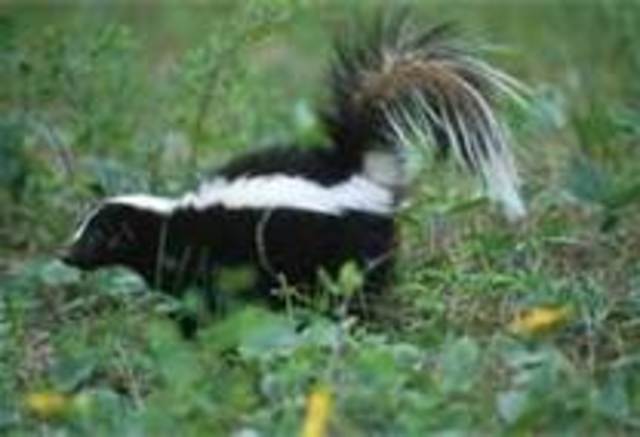 The Skunk