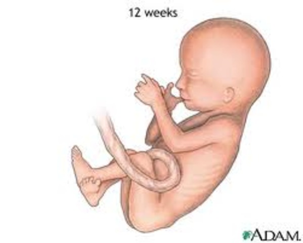 1st Trimester Ends