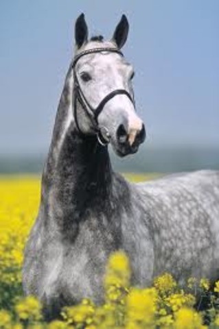 When I Imported My Horse From Germany