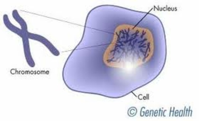 Chromosomes were discovered