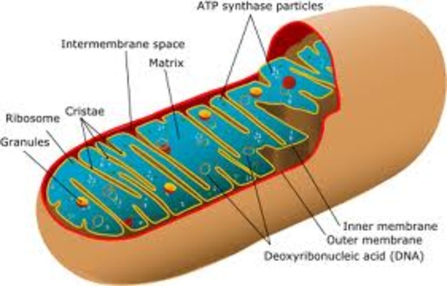 Mitochondria was discovered