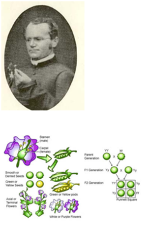 Gregor Mendel
