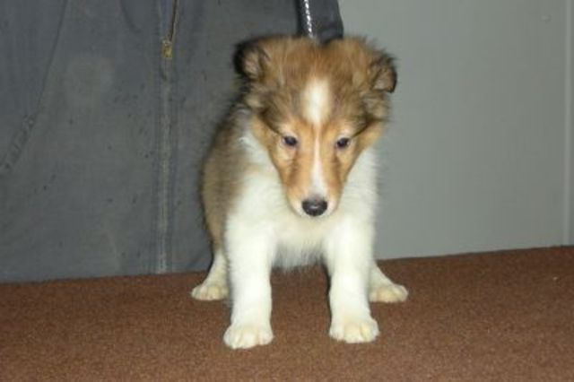 The day we got Sheena