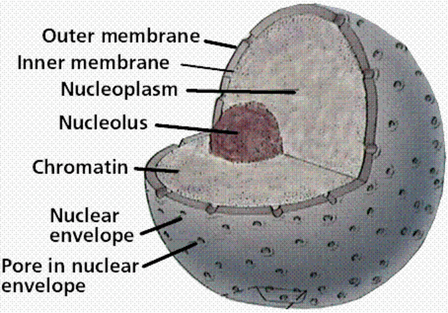 Brown described the cell nucleus in cells of the orchid