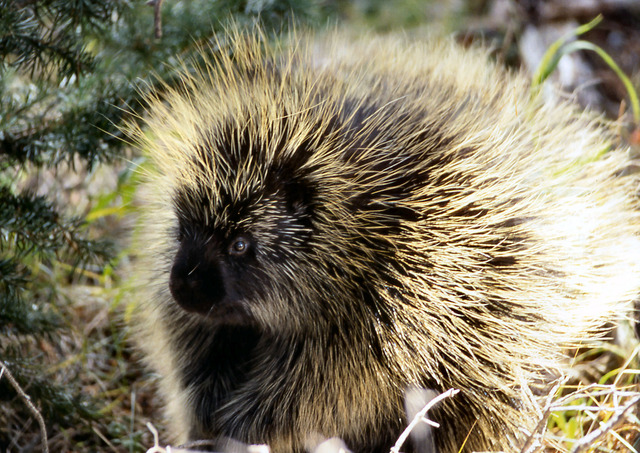 THE PORCUPINE